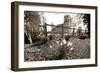 Daffodil-david martyn-Framed Photographic Print