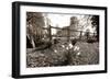 Daffodil-david martyn-Framed Photographic Print