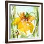 Daffodil-Dawn Derman-Framed Art Print