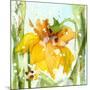 Daffodil-Dawn Derman-Mounted Premium Giclee Print