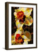 Daffodil-Scott J. Davis-Framed Giclee Print