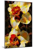 Daffodil-Scott J. Davis-Mounted Giclee Print