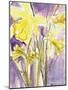Daffodils, 2004-Claudia Hutchins-Puechavy-Mounted Giclee Print