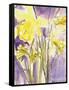 Daffodils, 2004-Claudia Hutchins-Puechavy-Framed Stretched Canvas