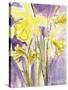 Daffodils, 2004-Claudia Hutchins-Puechavy-Stretched Canvas
