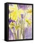 Daffodils, 2004-Claudia Hutchins-Puechavy-Framed Stretched Canvas