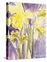 Daffodils, 2004-Claudia Hutchins-Puechavy-Stretched Canvas