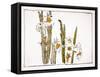 Daffodils a Comparison of Flowers-Zeshin Shibata-Framed Stretched Canvas