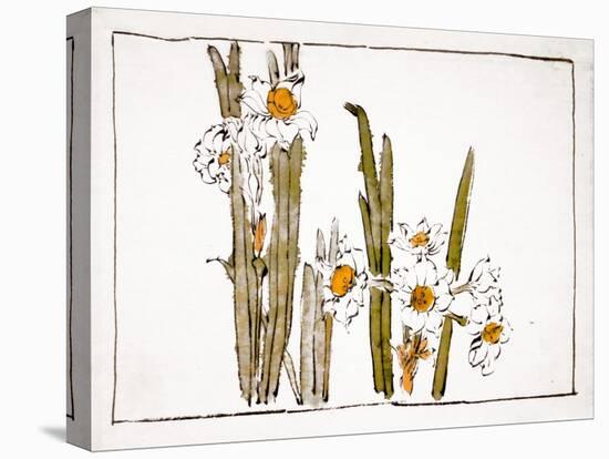 Daffodils a Comparison of Flowers-Zeshin Shibata-Stretched Canvas