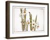 Daffodils a Comparison of Flowers-Zeshin Shibata-Framed Giclee Print