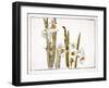 Daffodils a Comparison of Flowers-Zeshin Shibata-Framed Giclee Print