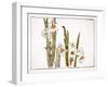 Daffodils a Comparison of Flowers-Zeshin Shibata-Framed Giclee Print