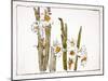 Daffodils a Comparison of Flowers-Zeshin Shibata-Mounted Giclee Print