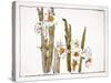 Daffodils a Comparison of Flowers-Zeshin Shibata-Stretched Canvas