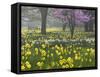 Daffodils and Blossom in Spring, Hampton, Greater London, England, United Kingdom, Europe-Stuart Black-Framed Stretched Canvas