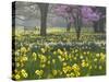 Daffodils and Blossom in Spring, Hampton, Greater London, England, United Kingdom, Europe-Stuart Black-Stretched Canvas