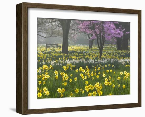 Daffodils and Blossom in Spring, Hampton, Greater London, England, United Kingdom, Europe-Stuart Black-Framed Photographic Print