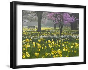 Daffodils and Blossom in Spring, Hampton, Greater London, England, United Kingdom, Europe-Stuart Black-Framed Photographic Print