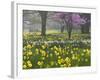 Daffodils and Blossom in Spring, Hampton, Greater London, England, United Kingdom, Europe-Stuart Black-Framed Photographic Print