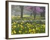 Daffodils and Blossom in Spring, Hampton, Greater London, England, United Kingdom, Europe-Stuart Black-Framed Photographic Print