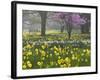 Daffodils and Blossom in Spring, Hampton, Greater London, England, United Kingdom, Europe-Stuart Black-Framed Photographic Print