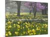Daffodils and Blossom in Spring, Hampton, Greater London, England, United Kingdom, Europe-Stuart Black-Mounted Photographic Print