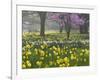 Daffodils and Blossom in Spring, Hampton, Greater London, England, United Kingdom, Europe-Stuart Black-Framed Photographic Print