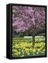 Daffodils and Blossom in Spring, Hampton, Greater London, England, United Kingdom, Europe-Stuart Black-Framed Stretched Canvas