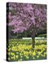 Daffodils and Blossom in Spring, Hampton, Greater London, England, United Kingdom, Europe-Stuart Black-Stretched Canvas