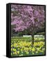 Daffodils and Blossom in Spring, Hampton, Greater London, England, United Kingdom, Europe-Stuart Black-Framed Stretched Canvas