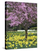 Daffodils and Blossom in Spring, Hampton, Greater London, England, United Kingdom, Europe-Stuart Black-Stretched Canvas