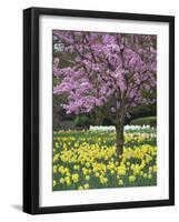 Daffodils and Blossom in Spring, Hampton, Greater London, England, United Kingdom, Europe-Stuart Black-Framed Photographic Print