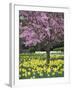 Daffodils and Blossom in Spring, Hampton, Greater London, England, United Kingdom, Europe-Stuart Black-Framed Photographic Print