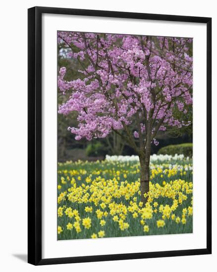 Daffodils and Blossom in Spring, Hampton, Greater London, England, United Kingdom, Europe-Stuart Black-Framed Photographic Print