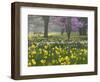 Daffodils and Blossom in Spring, Hampton, Greater London, England, United Kingdom, Europe-Stuart Black-Framed Photographic Print