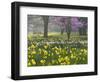 Daffodils and Blossom in Spring, Hampton, Greater London, England, United Kingdom, Europe-Stuart Black-Framed Photographic Print