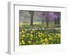 Daffodils and Blossom in Spring, Hampton, Greater London, England, United Kingdom, Europe-Stuart Black-Framed Photographic Print