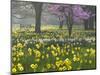 Daffodils and Blossom in Spring, Hampton, Greater London, England, United Kingdom, Europe-Stuart Black-Mounted Photographic Print