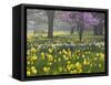 Daffodils and Blossom in Spring, Hampton, Greater London, England, United Kingdom, Europe-Stuart Black-Framed Stretched Canvas