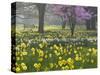 Daffodils and Blossom in Spring, Hampton, Greater London, England, United Kingdom, Europe-Stuart Black-Stretched Canvas