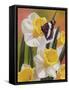 Daffodils and Butterfly-William Vanderdasson-Framed Stretched Canvas