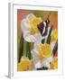 Daffodils and Butterfly-William Vanderdasson-Framed Giclee Print