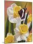 Daffodils and Butterfly-William Vanderdasson-Mounted Giclee Print
