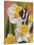 Daffodils and Butterfly-William Vanderdasson-Stretched Canvas