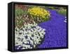 Daffodils and Grape Hyacinth, Keukenhof Gardens, Lisse, Netherlands-Adam Jones-Framed Stretched Canvas