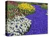 Daffodils and Grape Hyacinth, Keukenhof Gardens, Lisse, Netherlands-Adam Jones-Stretched Canvas