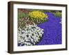 Daffodils and Grape Hyacinth, Keukenhof Gardens, Lisse, Netherlands-Adam Jones-Framed Photographic Print