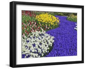 Daffodils and Grape Hyacinth, Keukenhof Gardens, Lisse, Netherlands-Adam Jones-Framed Photographic Print