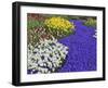 Daffodils and Grape Hyacinth, Keukenhof Gardens, Lisse, Netherlands-Adam Jones-Framed Photographic Print