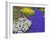 Daffodils and Grape Hyacinth, Keukenhof Gardens, Lisse, Netherlands-Adam Jones-Framed Photographic Print